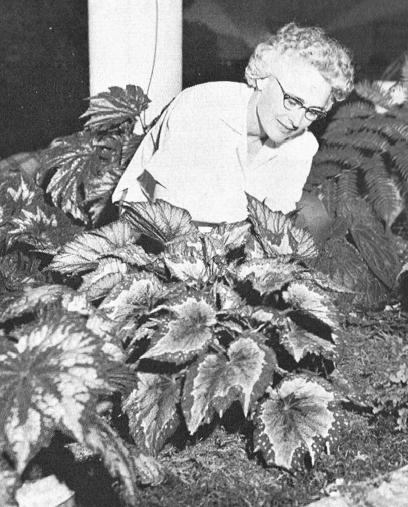 B. ‘Peggy-Ann’